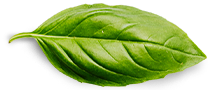 Contacto Basil Leaf